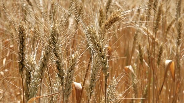 Колосья пшеницы - Sputnik Абхазия