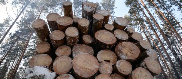 Заготовка древесины - Sputnik Абхазия