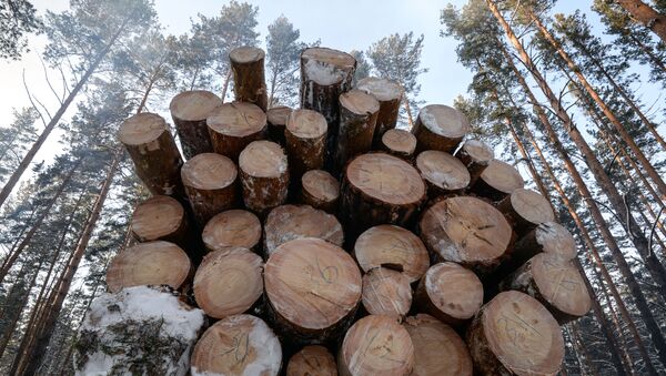 Заготовка древесины - Sputnik Абхазия