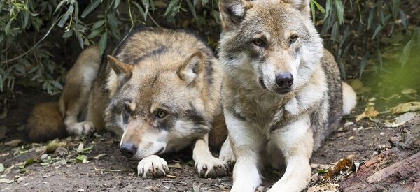 Волки Волки - Sputnik Абхазия