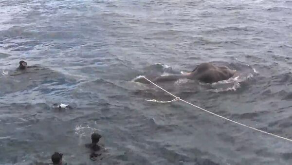 ВМС Шри-Ланки спасли унесенного в море слона - Sputnik Абхазия