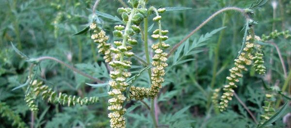 Амброзия - Sputnik Абхазия