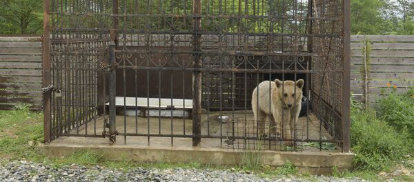 Медведь в Яштухе - Sputnik Абхазия