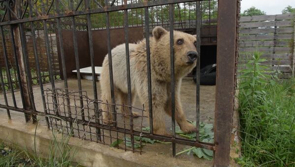 Маша с огурцом: кадры сельской жизни медведицы - Sputnik Абхазия
