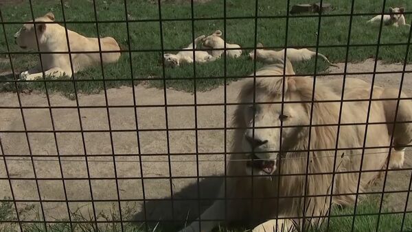 В зоопраке Dvorec в чешской Боровани родились 5 белых львят - Sputnik Абхазия