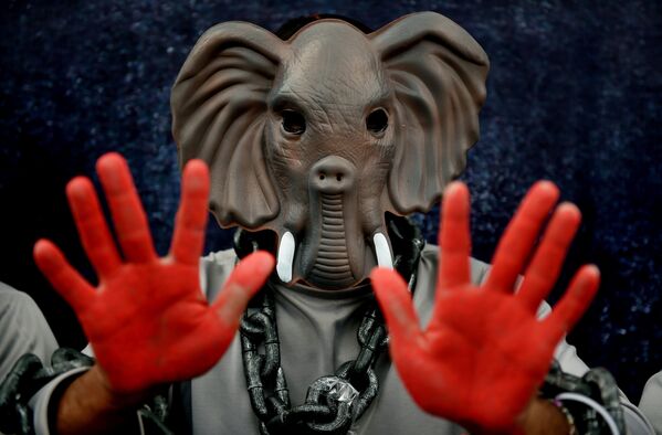 Индийский доброволец в области прав животных призывает прекратить использование слонов в шоу и выступлениях - Sputnik Абхазия
