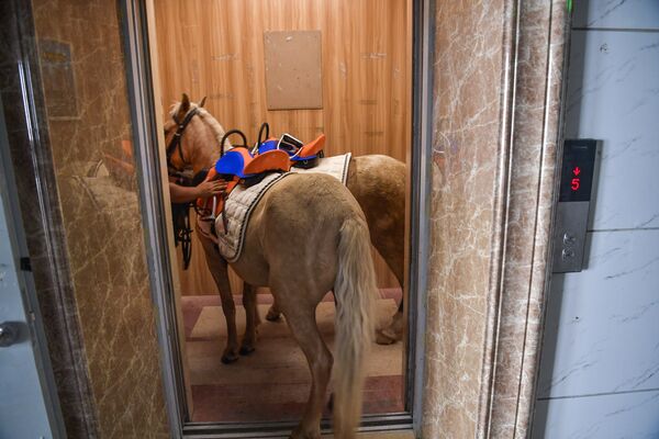 На фотографии изображены лошади, которые поднимаются на подъемнике до конного поля, построенного на крыше торгового центра на лифте в Хайкоу в южной провинции Хайнань Китая - Sputnik Абхазия
