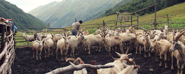 Изготовление сыра Изготовление сыра - Sputnik Аҧсны