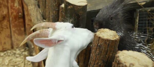 Дикобраз подружился с козой и морской свинкой в контактном зоопарке Уфы - Sputnik Абхазия