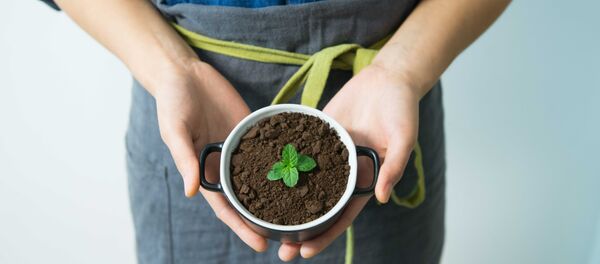 Растение в горшочке - Sputnik Абхазия