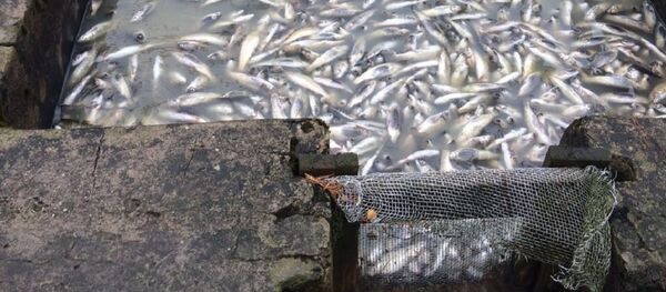 Последствия стихии в форелевом хозяйстве Последствия стихии в форелевом хозяйстве - Sputnik Абхазия