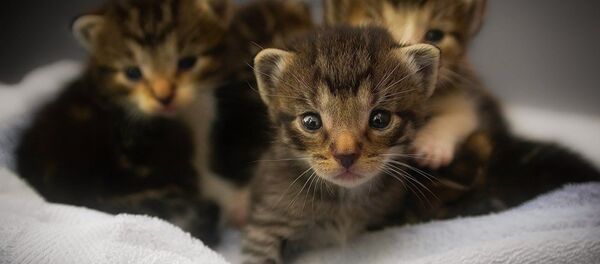 Котята Котята - Sputnik Абхазия