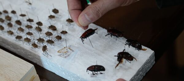 Жуки долгоносики - Sputnik Абхазия