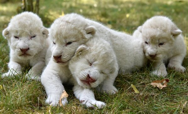 Белые львята родились в сафари-парке в Крыму - Sputnik Абхазия