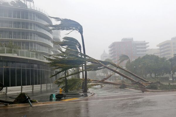 Ураган Ирма вырвал с корнем пальмы недавно высаженные в Майами-Бич, штат Флорида. - Sputnik Абхазия