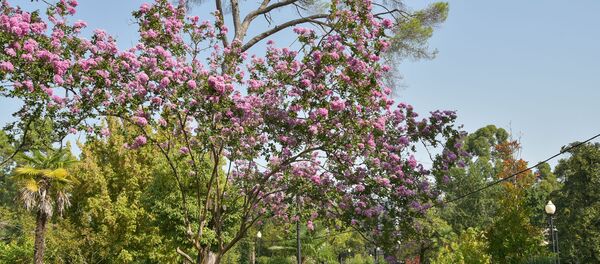 Индийская сирень Индийская сирень - Sputnik Абхазия