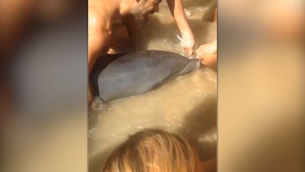 В Испании спасли дельфина - Sputnik Абхазия