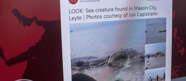 Загадочное морское существо обнаружено на Филиппинах - Sputnik Абхазия