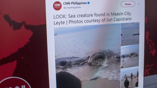 Загадочное морское существо обнаружено на Филиппинах - Sputnik Абхазия