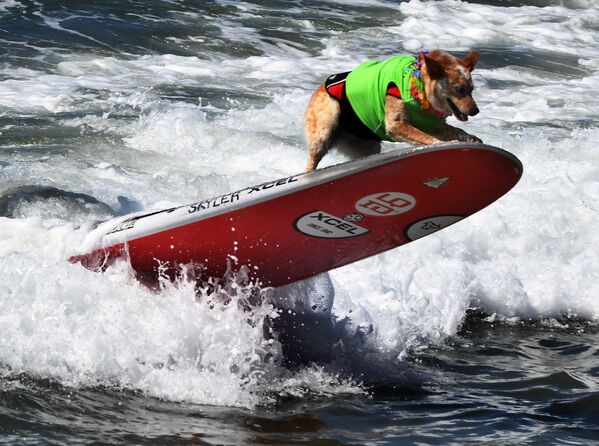 Чемпионат по собачьему серфингу Surf City Surf Dog прошел на калифорнийском пляже Хантингтон-Бич 23 сентября. На фото: пес Скайлер - Sputnik Абхазия