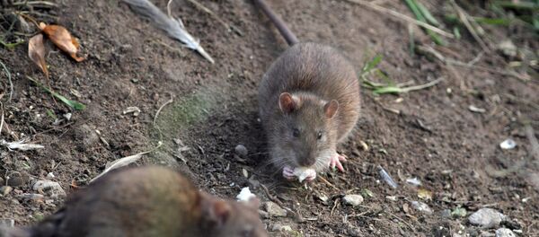 Крыса Крыса - Sputnik Абхазия