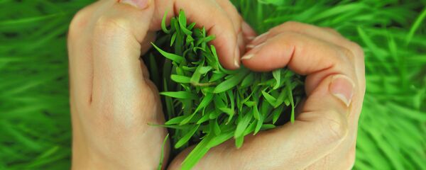 Трава в руках - Sputnik Абхазия