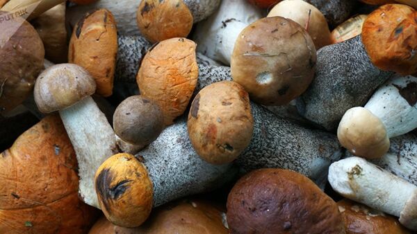 Правила заготовки грибов: варим, сушим, маринуем - Sputnik Абхазия