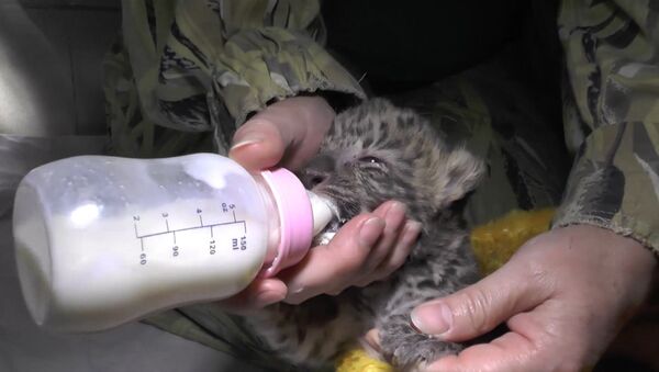 Детеныш дальневосточного леопарда родился в ялтинском зоопарке - Sputnik Абхазия