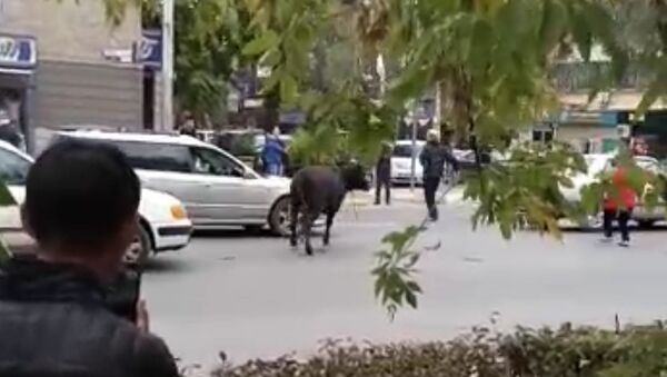 Очевидец снял, как корова сбила женщину в центре Бишкека. Животное поймали - Sputnik Абхазия