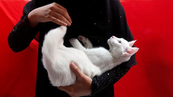 Девушка держит на руках белого кота во время празднования Всемирного дня животных - Sputnik Абхазия