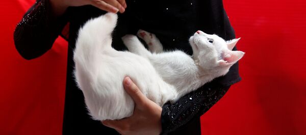 Девушка держит на руках белого кота во время празднования Всемирного дня животных - Sputnik Абхазия