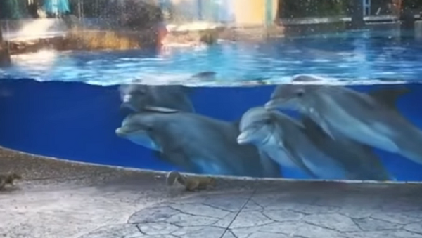 Белочки заворожили дельфинов в океанариуме - Sputnik Абхазия