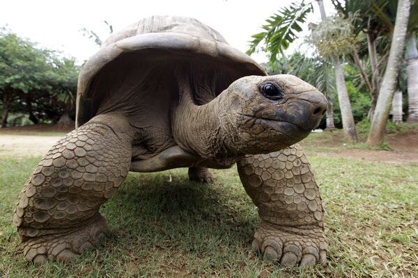 Слоновые черепахи (галапагосская черепаха) - Sputnik Абхазия