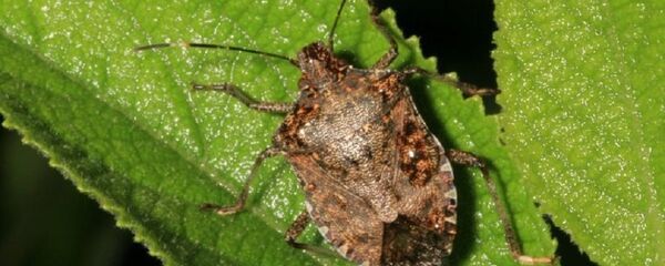 Клоп коричневый мраморный щитник (Halyomorpha halys) Клоп коричневый мраморный щитник (Halyomorpha halys) - Sputnik Абхазия