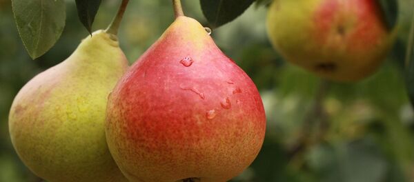 Груша - Sputnik Абхазия