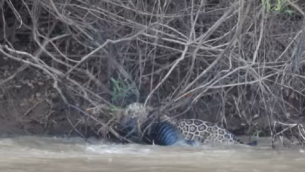 Видео схватки аллигатора и ягуара - Sputnik Абхазия