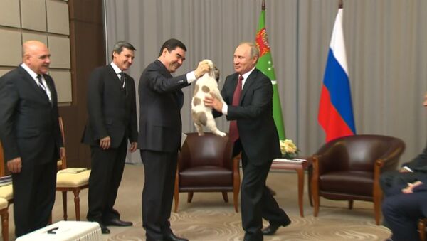 Гурбангулы Бердымухамедов подарил Путину щенка алабая - Sputnik Абхазия