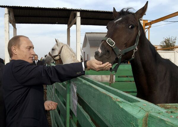 Президент России Владимир Путин во время посещения животноводческого комплекса агрофирмы Николаевская в Саратовской области - Sputnik Абхазия