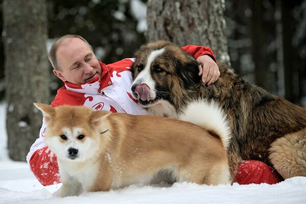 Президент России Владимир Путин с собаками Баффи и Юмэ на прогулке в Московской области - Sputnik Абхазия