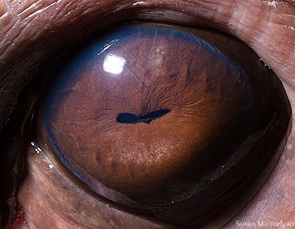 Глаз бегемота - Sputnik Абхазия