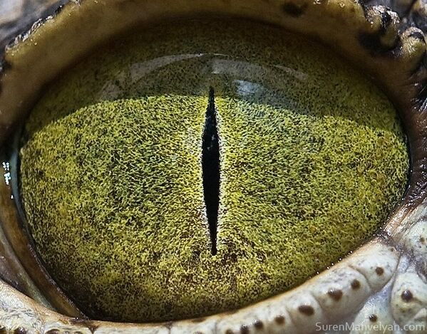 Глаз крокодила - Sputnik Абхазия