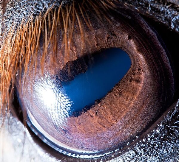 Глаз лошади - Sputnik Абхазия