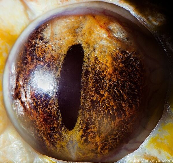 Глаз тигрового питона (альбинос) - Sputnik Абхазия