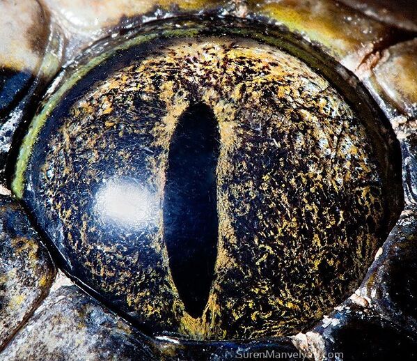 Глаз тигрового питона - Sputnik Абхазия