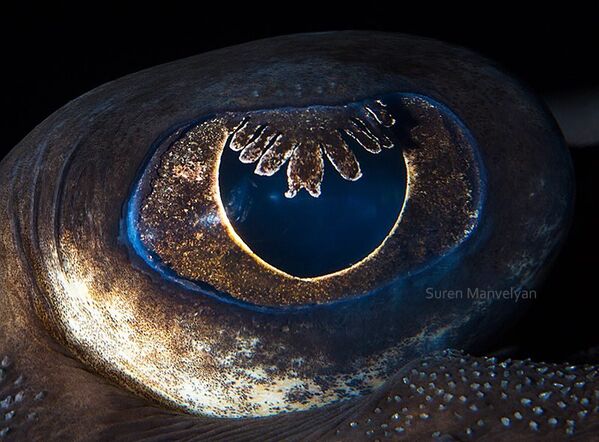 Глаз морской лисицы - Sputnik Абхазия