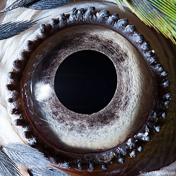 Глаз сине-желтого попугая - Sputnik Абхазия