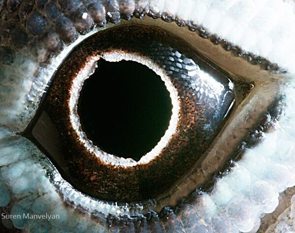 Глаз ящерицы анолис - Sputnik Абхазия