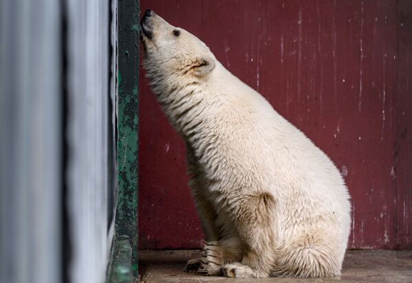 Белый медвежонок, доставленный из Якутии, в вольере Центра воспроизводства редких видов животных Московского зоопарка - Sputnik Абхазия