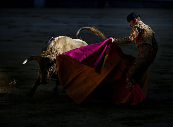 Тореро с быком во время корриды на арене Лас-Вентас в Мадриде, Испания - Sputnik Абхазия