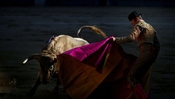 Тореро с быком во время корриды на арене Лас-Вентас в Мадриде, Испания - Sputnik Абхазия